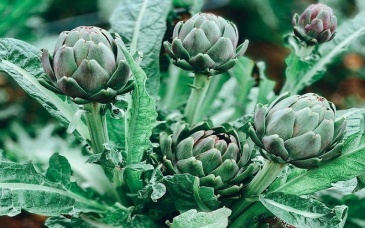 Bài thuốc trị bệnh từ Atiso